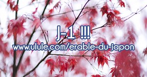 In search of the most beautiful Japanese Maple