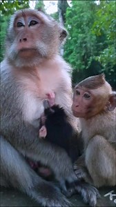 Adorable baby Devi | The Monkey Drama