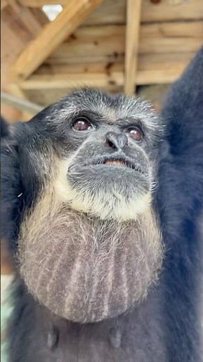 Sounds of siamangs.. up close siamang singing #siamang #primate #animals #sanctuary #cuteanimals