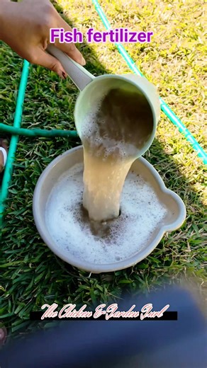 Adding fish fertilizer to water for plant food. 🐟🌱💧 #fertilizer #water #plants #food #fypシ #foryou | Leny T Bardwell