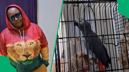 "South Africa lacks nothing": Woman's Xhosa parrot amazes viewers