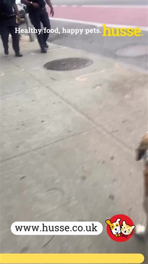 Make every meal count with Husse super-premium pet food from Sweden. Packed with flavour, essential vitamins, natural antioxidants and omega fatty acids, Husse recipes support strong immunity, healthy skin and a shiny coat while being easy to digest. Whether you have a playful pup, a chilled senior or a finicky feline, there’s a Husse food to keep them energetic and satisfied. Healthy food happy pet.#husse_UK #healthy #pet_foods #happy #pets franchise cats dogs | Husse UK