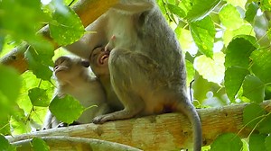 52K views · 1K reactions | Cry... Cry... Baby Monkey crying tantrum angry mum force stop milk, Baby monkey very spoil | Monkeys Buzz | Facebook