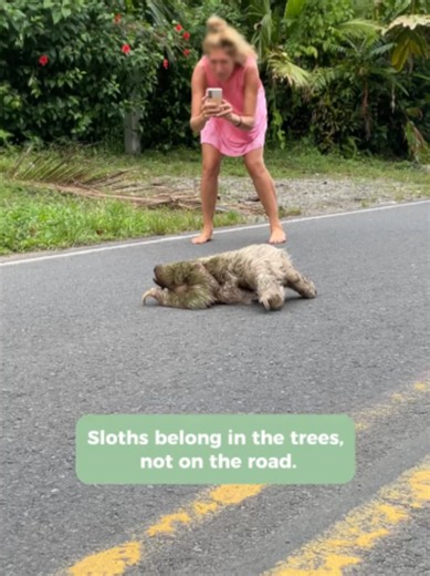 400 safe crossings. Countless lives protected. 💚 Every sloth crossing represents a place where wildlife and people can safely share the landscape. Thanks to the support of our community, we've now reached 400 sloth crossings installed across Costa Rica—helping sloths and other arboreal wildlife safely cross roads, reducing habitat fragmentation, and preventing tragic electrocutions and road accidents. This milestone is the result of years of research, collaboration, and conservation in action. 