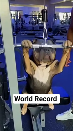 Animals' World Record 🌎 | Animals Facts #facts