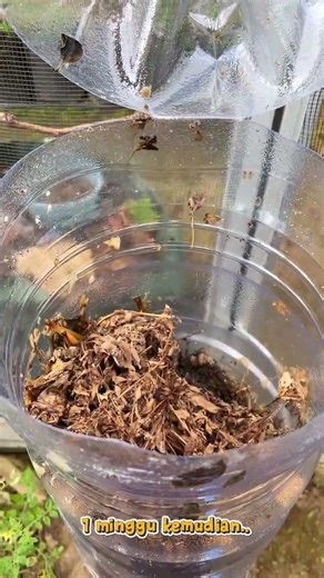 Air lindi pertama menetes setelah pembuatan komposter #gardening #pupukorganikcair #airlindi