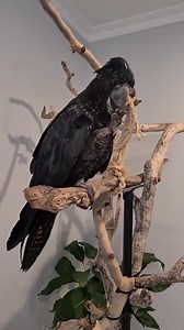 Parrots are known for their intelligence, but why they should be so much smarter than other birds isn’t entirely clear. New research suggests parrots have an enlarged brain circuit responsible for higher-order thinking—a brain circuit with strikingly mammalian-like characteristics. With all due respect to the indisputable brilliance of corvids, parrots are probably the smartest birds in the world. Parrots exhibit astounding cognitive abilities, such as the capacity to build tools, recognize them