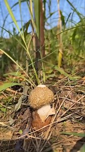 12K views · 33 reactions | How amazing is nature | Trending Stories | Facebook