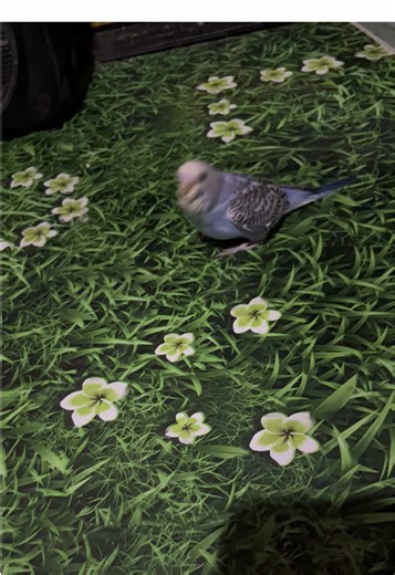 Training in session 🧏🏾‍♂️#hotspotexoticbird