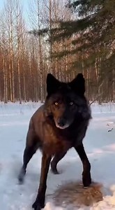 A red fox silently closes in on an unsuspecting rabbit in a snowy forest clearing. Just as the fox lunges forward, a massive gray wolf explodes from the treeline and everything changes in an instant. Who walks away? | Instant Karma in Nature