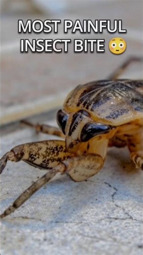 Toe-Biter: The Most Painful Bite Underwater 😨