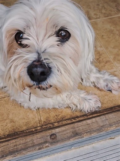 Brain Dissection (@braindissection)’s videos with original sound - Brain Dissection