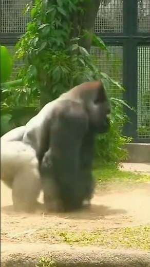 Gorilla Vs Monkey 🦦 #gorilla