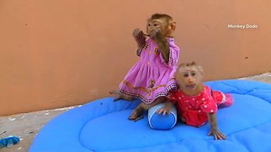 The two little ones look so cute wearing their adorable dresses. | Monkey Dodo