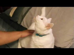 My cat has "cat scratch fever"!