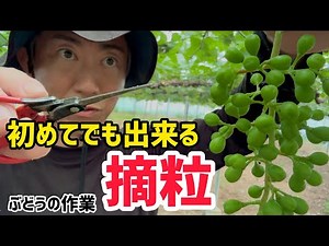 「ぶどうの作業」シャインマスカット摘粒作業。初めてでも出来る方法を紹介します。