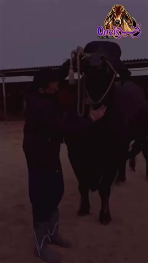 black big brahiman crass bull