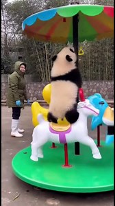 Panda's Carousel Fun! Watch this panda enjoy a merry-go-round ride with its caretaker! #fblifestyle #AI Generated using Kling AI . . . (For entertainment purposes only. Consult professionals if guidance on activities is presented. No brand affiliation is implied if any are shown. If inspired by true events, creative adaptations may be included. Content may include public footage.) | Fabiosa Belle