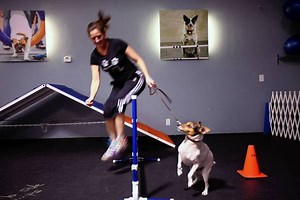 Sprouts: Canine Gym/Social Club Comes to Walnut Creek