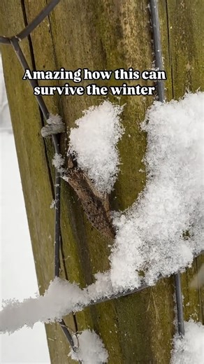 Gena Murray-Garden inspiration & pollinator love on Instagram: "Black swallowtail chrysalises are built to survive winter by entering diapause-a deep resting state where their metabolism slows way down. Their outer casing protects them from moisture, wind, and freezing temperatures until warmer days signal it’s time to emerge as a butterfly. A quiet reminder that even after the hardest seasons, transformation is still happening. #butterflylife #chrysalis #pollinatorgarden #blackswallowtailbutter