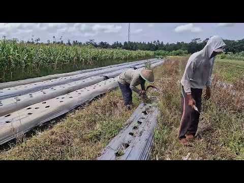 SUPER SHARP TOOL FOR ELIMINATING WEEDS IN FARMING FIELDS! - agricultural, satisfying