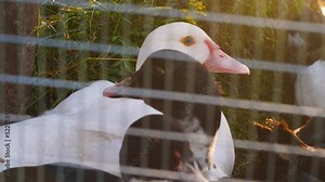ducks in a brood cage on a summer day.breeding poultry in a rural area.selective focus.domestic ducks in a paddock close-up