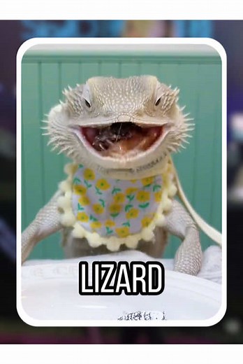 Exploring the Fascinating World of Lizards