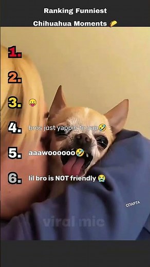 🏆 Ranking Funniest Chihuahua Videos Pt. 4 😂💀 Wait Until #1! #ranking #funny #funnyanimals