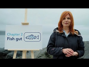 Fish Health 101: How the Fish Gut Works