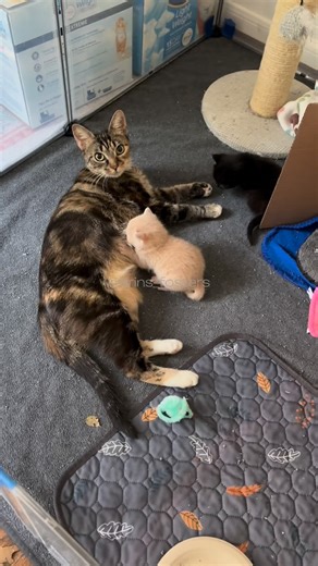 Erin Berger on Instagram: "Claus had some harsh words for me after I interrupted his milk time!! 😾 #adoptdontshop #orangecat #tabbycat #catfamily #cutekitten"
