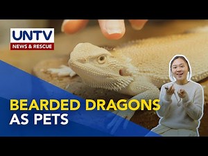 TIPS: Wastong pag-aalaga sa mga ‘bearded dragon’ | Pet Talk