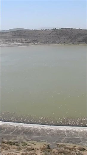 Walking into a Pink Cloud! The Flamingo Adventure! 🌫️🦩