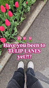 1.4K views · 1.1K reactions | TULIP LANES May 5 Our featured Tulip Time Festival 'hot spot'. You've just gotta see it! We had to speed up this video to showcase just a small portion of the roadside tulips on display throughout these Holland neighborhoods‼️ If you want to see these beauties in all their glory, the map to find Tulip Lanes is in the link in our bio, then hit the 'Tulip Lanes Map' button. | Tulip Time Festival | Facebook