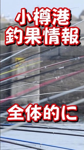 小樽港 釣れてるか偵察！ #shorts #fishing