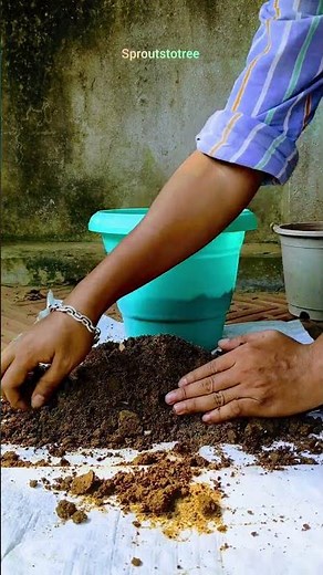 Grow Money Plant Faster | Pothos | Best Potting Method | Soil mix