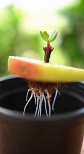 Isso vai te fazer querer plantar cravos-da-índia em casa | Dicas, Receitas e casa