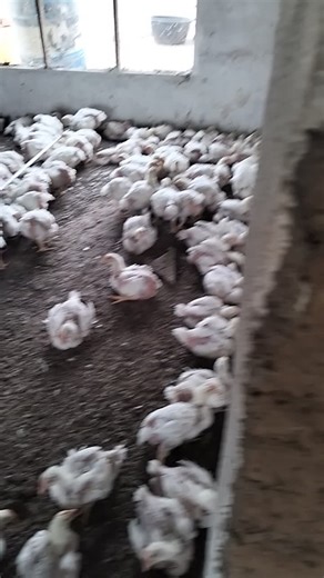 bio-poulet A-D-M-B aviculture services poulet