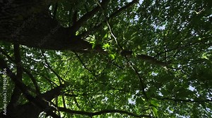camera shoots the plane tree turning from below. 4K.