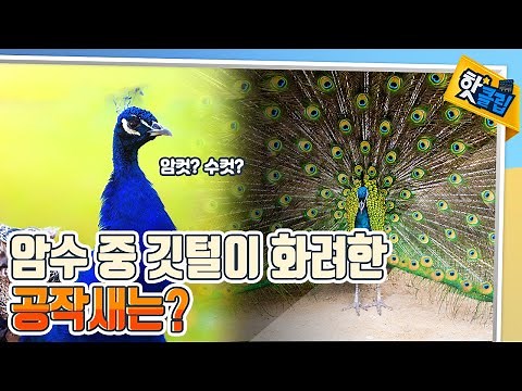 [핫클립] 화려한 깃털을 가진 공작새의 모든 것 / YTN 사이언스