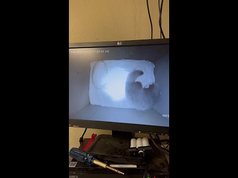 A Day In The Life Of A Baby Red Panda Keeper