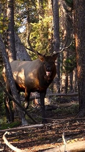 Close Range Elk Hunting With Bow and Arrow #bowhunting #elkhunting