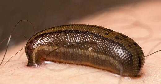How Leeches Use Incredible Senses to Hunt and Feed