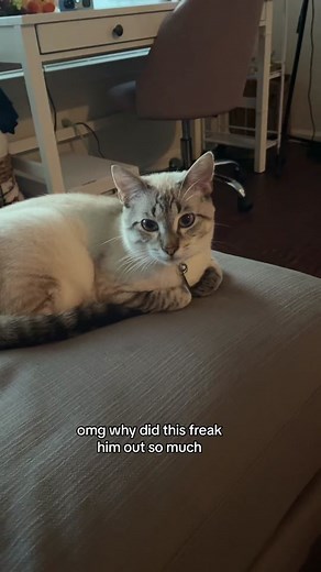 he bit me when i was editing the video 😭 | #goosethecat #cat #catsoftiktok #kitten #trend #lynxpointsiamese