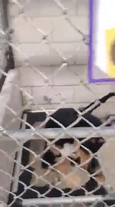 ‼️ This is what being out of space looks like at a shelter. So many animals are arriving each day that there is literally not enough space to house them in intake areas or anywhere else in the shelters. Our shelter partners are reaching out to us daily asking us to take in animals, but we simply CANNOT take in any more animals without FOSTERS secured. These animals do not deserve to be in these cages, they should be in homes. ONE of our shelter partners in particular are currently, URGENTLY, try