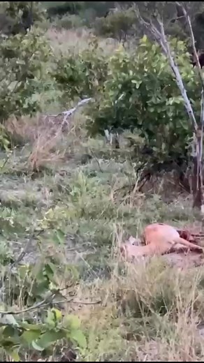 11K views · 54 reactions | An adrenaline-fuelled sighting near...