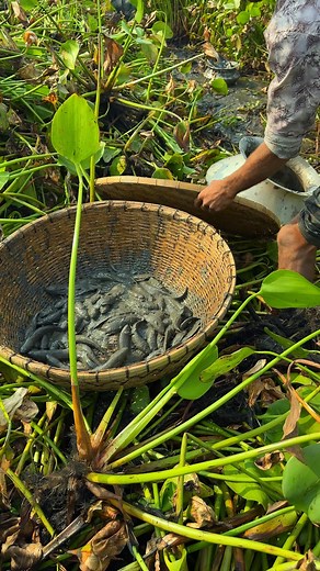 All native fish caught from muddy water #fishvideo #bigfish #handfishing #fishtrap | Bengali Fishing bd