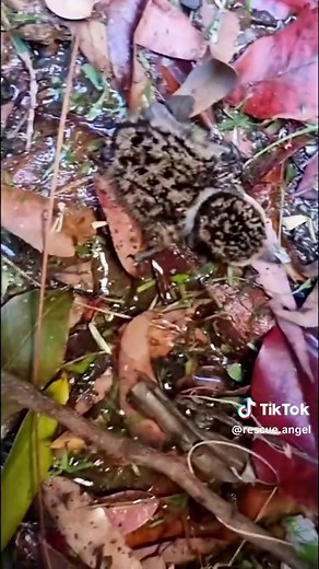 Mother bird begs girl to save baby bird from sewer #rescue #animals #animalsoftiktok #rescueanimals #bird #birdsoftiktok #plover