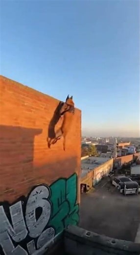 Athletic Dog Running Rooftops at Insane Speed #shorts #parkour #dogtalent