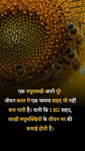 Bee #Honey #Life #Nature #Knowledge | Knowledge Adda