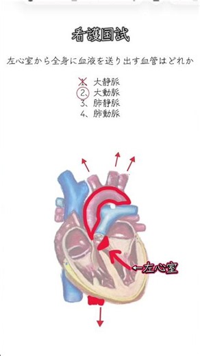 心臓の主要血管#解剖生理学 #看護学生